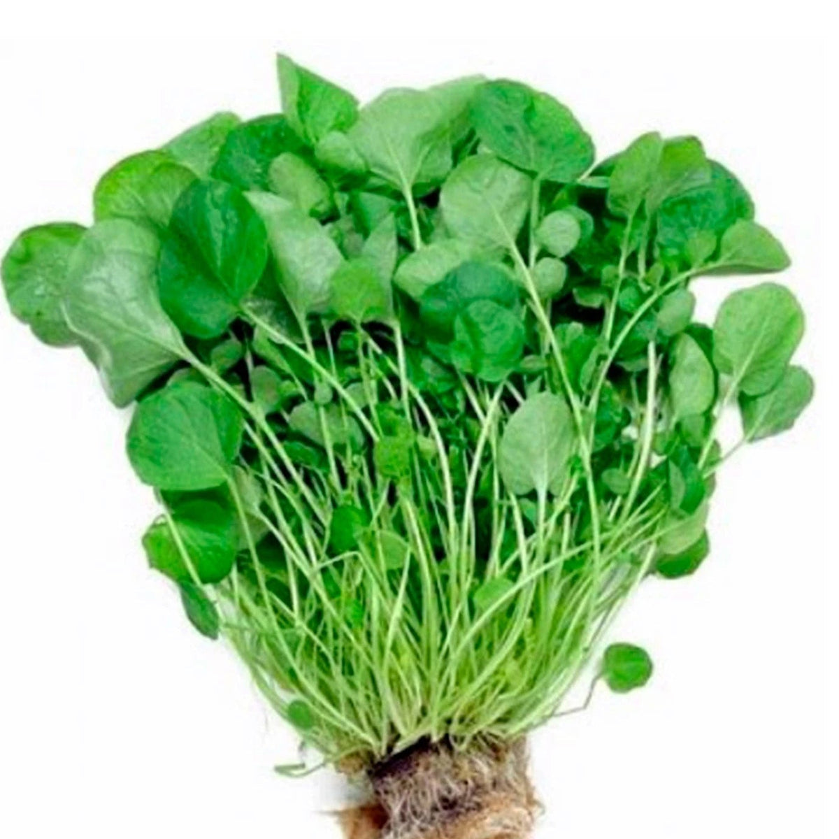 Cress Seeds Upland heirloom non-gmo seeds