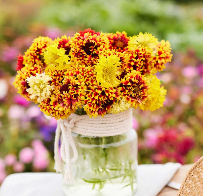 Blanket Flower SUNDANCE Gaillardia Bi-Color Unique Native Seeds – Heirloom, Non-GMO, High Germination Organic Garden Seeds