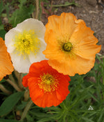 Icelandic Poppy Seeds Papaver nudicaule Stunning White Orange Red Blooms heirloom non-GMO seeds