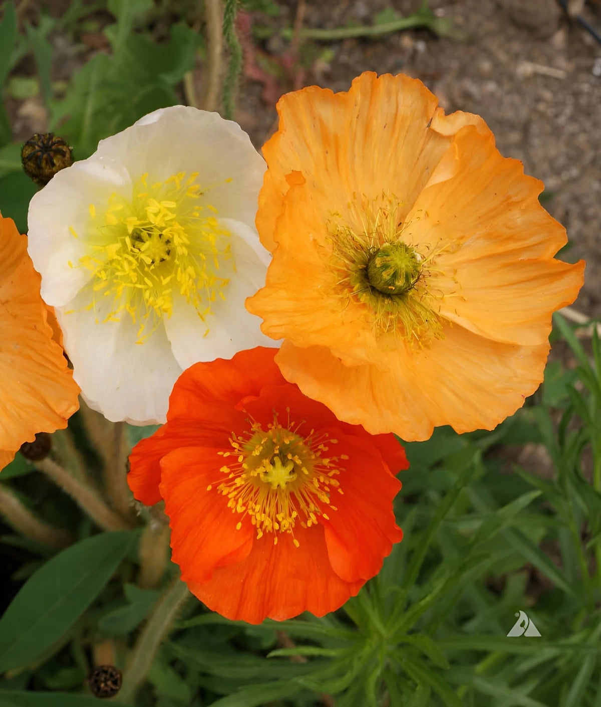Icelandic Poppy Seeds Papaver nudicaule Stunning White Orange Red Blooms heirloom non-GMO seeds