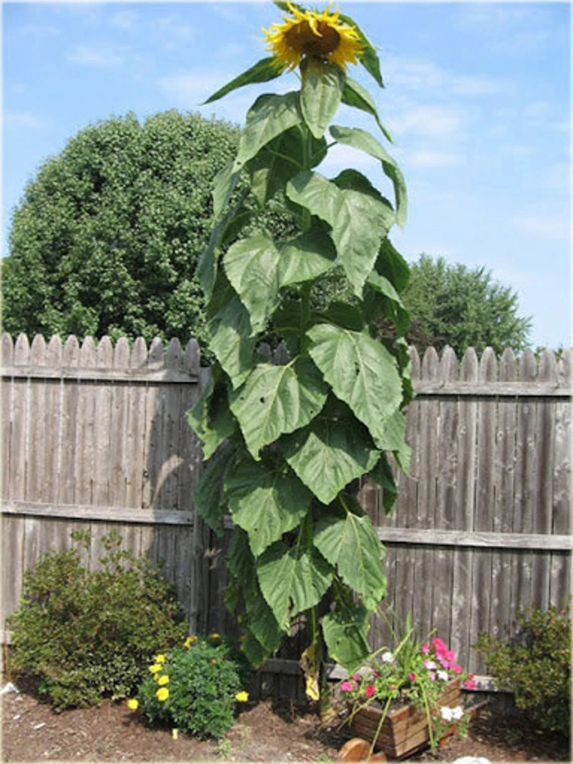SUNFLOWER SEEDS - STRIPED - SUPER TALL - GIANT - RARE – Helianthus annuus – Heirloom, Non-GMO