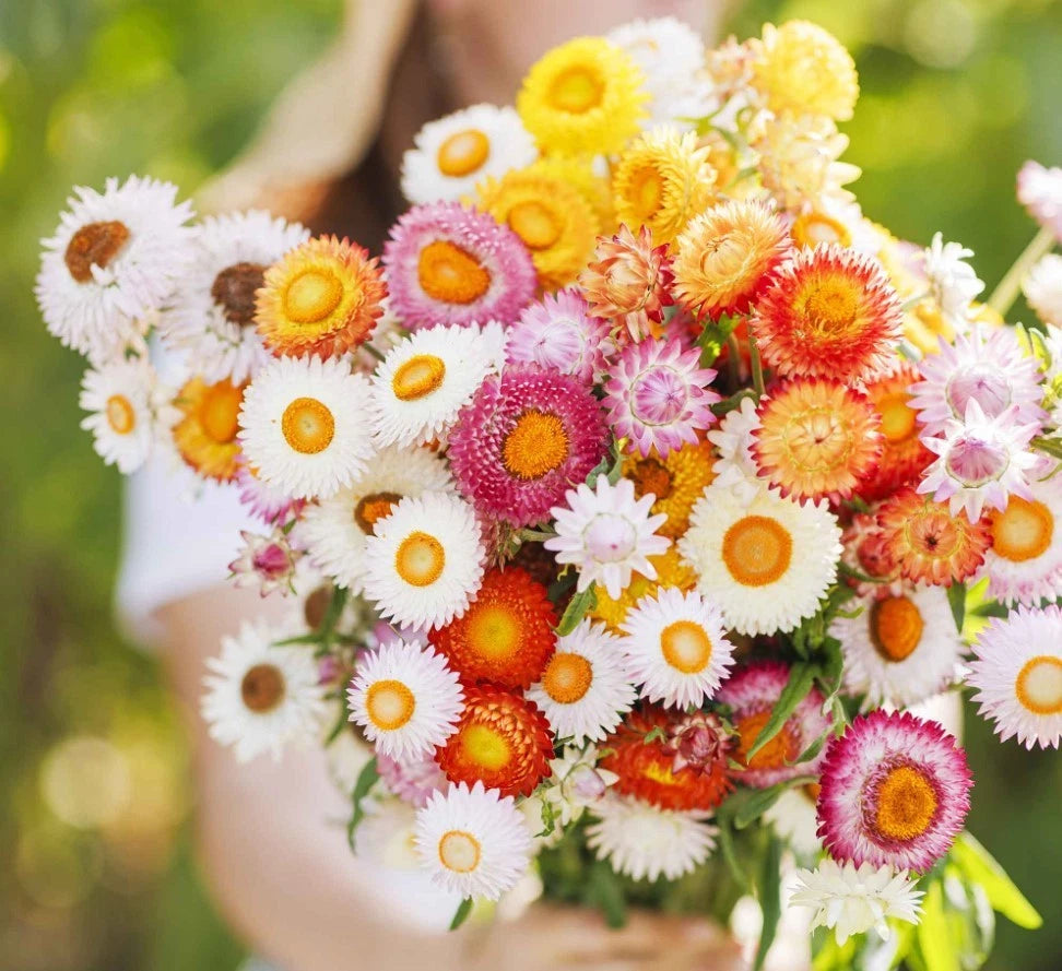 Swiss Giants Strawflower Mix Color - Seeds - Annual Flower Plant – Heirloom, Non-GMO, High Germination Organic Garden Seeds