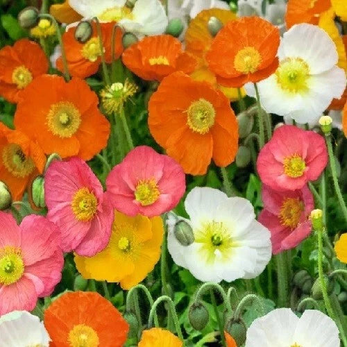 STRATIFIED Perennial Mixed Color Iceland Poppy Seeds Papaver sp. heirloom non-gmo seeds