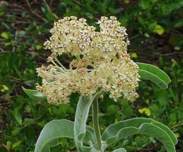 Asclepias eriocarpa Indian or Kotolo Milkweed Woollypod Seeds – Heirloom, Non-GMO, High Germination Organic Garden Seeds