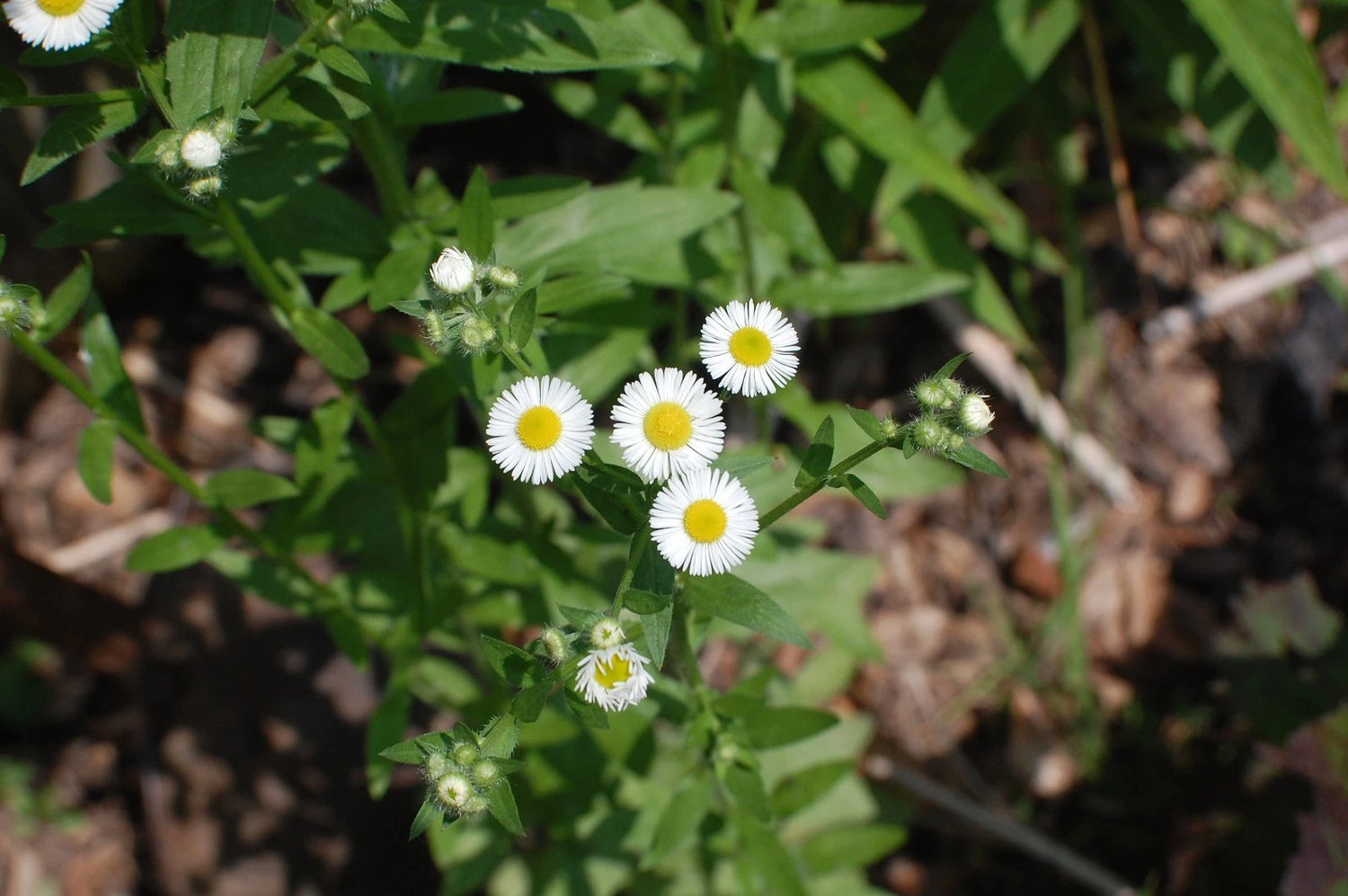 TSP ANNUAL FLEABANE DAISY SEEDS Erigeron annuus NATIVE US – Heirloom, Non-GMO, High Germination Organic Garden Seeds