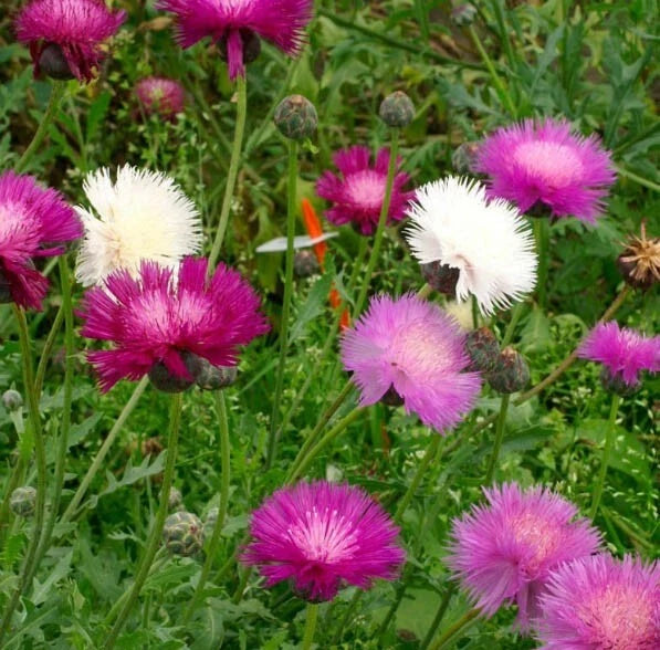 Cornflower Bachelor Button IMPERIALIS Mix Purple Flowers Seeds heirloom non-gmo seeds