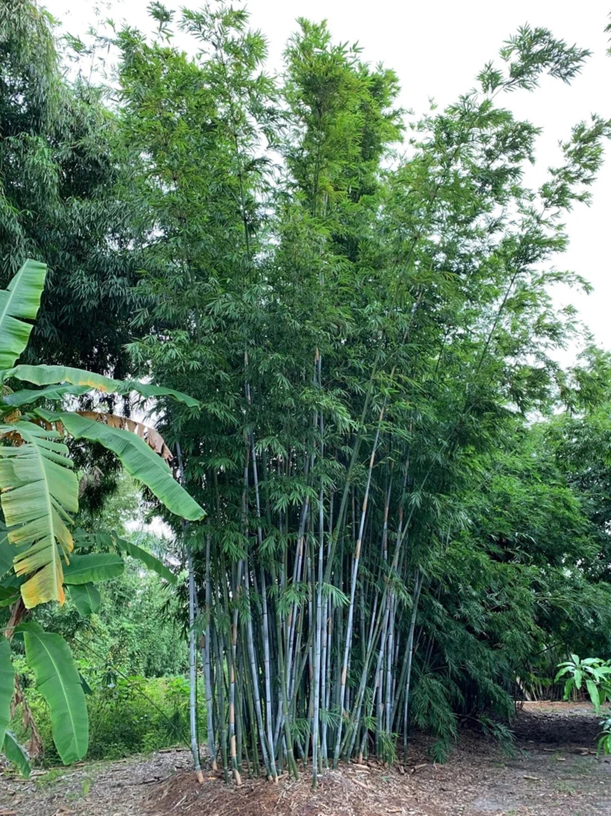 Blue Timber Bamboo Seeds Perennial Ornamental Seed Privacy Shots US SELLER – Heirloom, Non-GMO