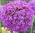 Giant Onion Seeds Allium giganteum Annual Flower Edible Herb Plant Seeds heirloom non-GMO seeds