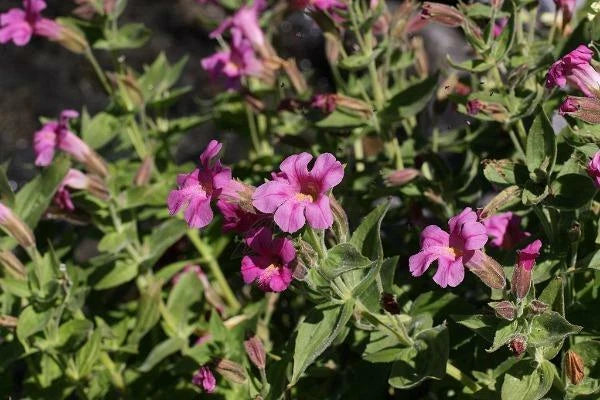 Erythranthe lewisii Lewis s Monkeyflower Seeds – Heirloom, Non-GMO, High Germination Organic Garden Seeds