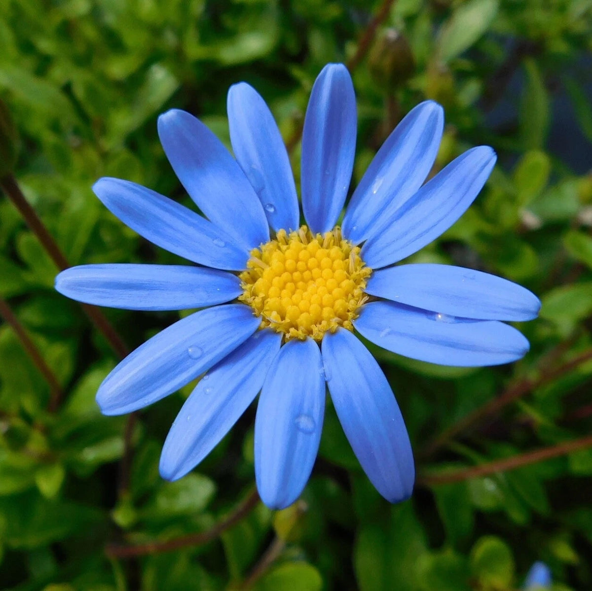 Felicia Blue Daisy seeds Kingfisher – Heirloom, Non-GMO, High Germination Organic Garden Seeds