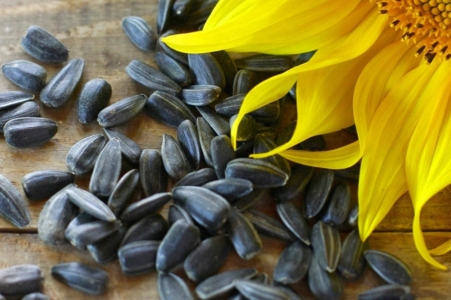 BULK Sunflower Seeds For Planting Large Black Oil Tall Sun Flower Seed – Heirloom, Non-GMO, High Germination Organic Garden Seeds