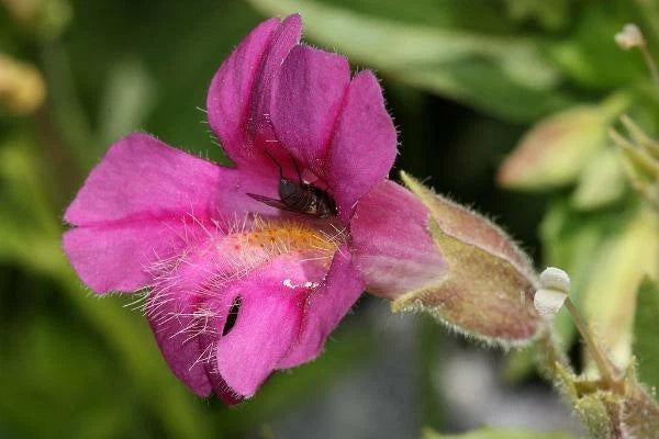 Erythranthe lewisii Lewis s Monkeyflower Seeds heirloom non-GMO seeds