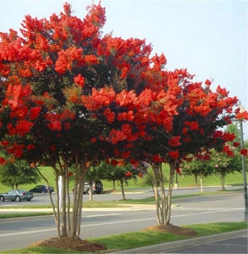 for Bright Red CRAPE MYRTLE rare flower exotic tree plant Seller heirloom non-gmo seeds