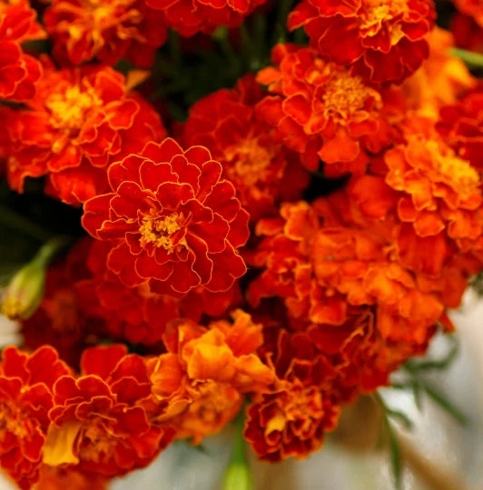Red Spark French Marigold Mix Seeds - - Shipping heirloom non-GMO seeds