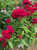 Giant Celosia Cristata Fuchsia Amish Cockscomb Edible Flower heirloom non-gmo seeds