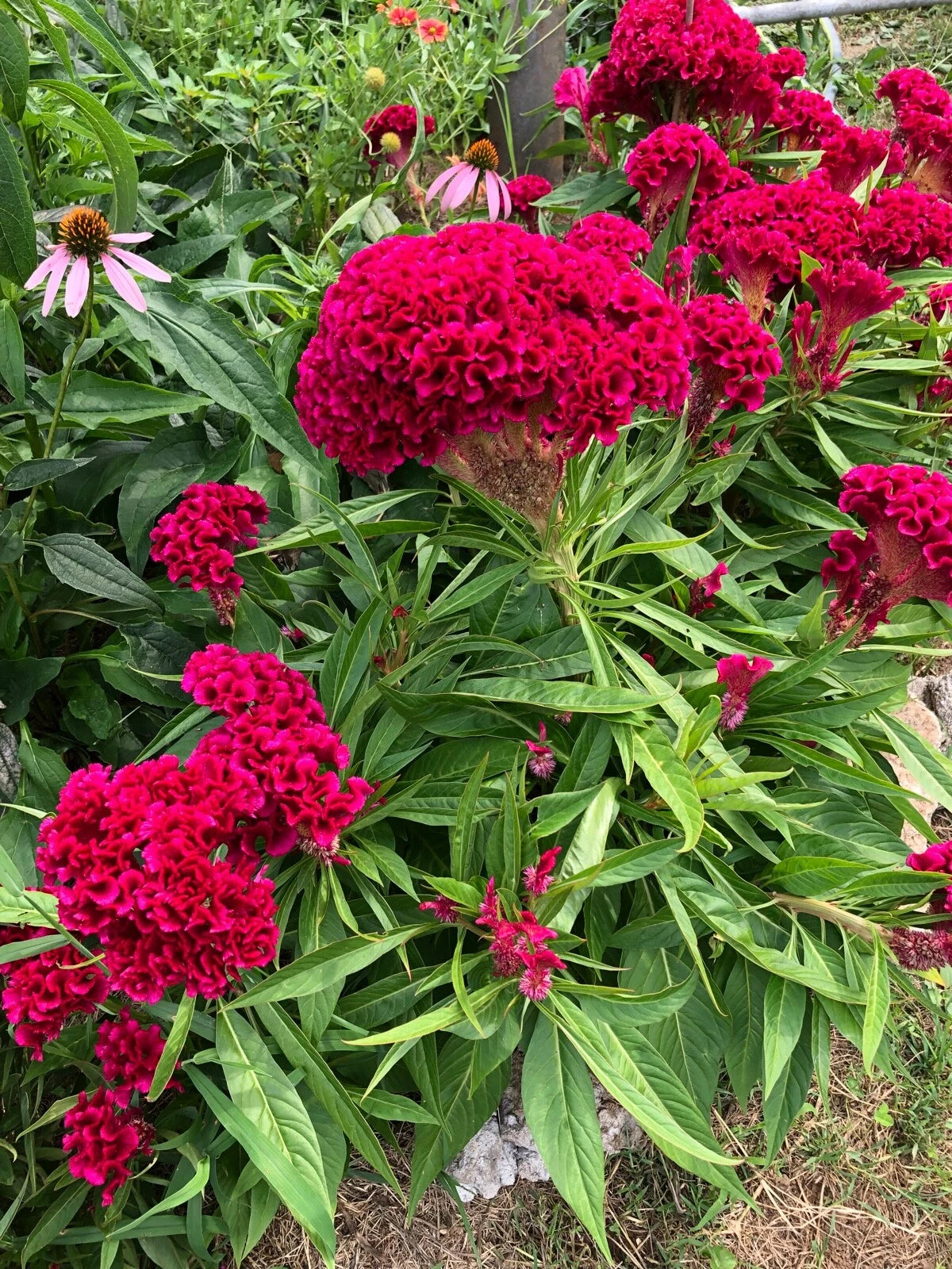 Giant Celosia Cristata Fuchsia Amish Cockscomb Edible Flower heirloom non-gmo seeds