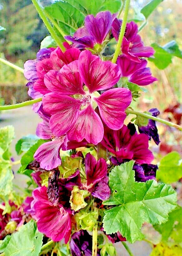 RED MALVA SYLVESTRIS VAR MAURITIANA ROSEA SEEDS MAURITIAN MALLOW TREE MALLOW heirloom non-gmo seeds