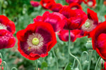 Cherry Glow Poppy Seeds - P Somniferum Giant Candy Apple Red Blooms Papaver sp. heirloom non-gmo seeds