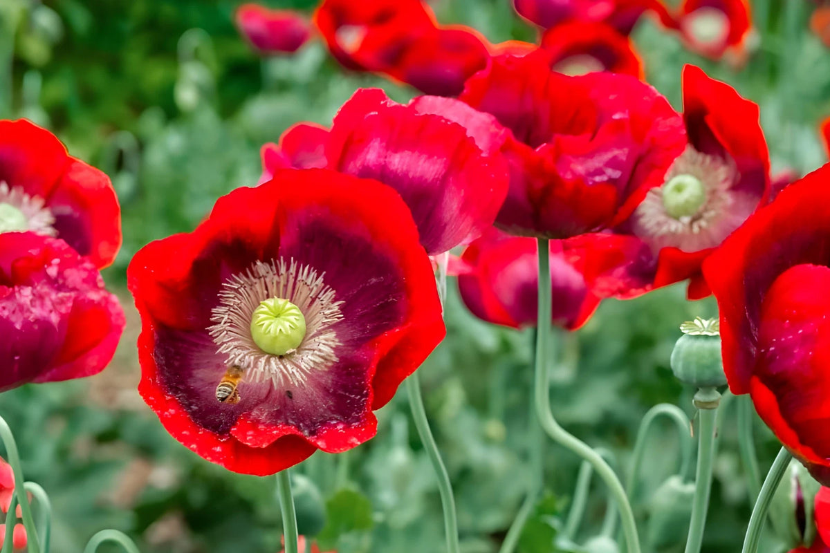 Cherry Glow Poppy Seeds - P Somniferum Giant Candy Apple Red Blooms Papaver sp. heirloom non-gmo seeds