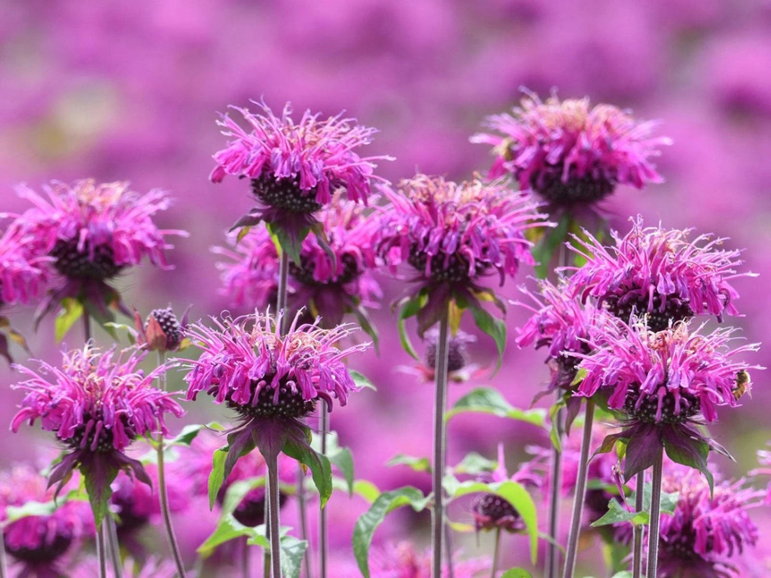 Bee Balm- Wild Bergamot Open pollinated Perennial heirloom non-gmo seeds