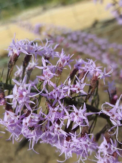 Bluffs Gayfeather Seeds Liatris Gholsonii Florida Native Flower Gulf – Heirloom, Non-GMO, High Germination Organic Garden Seeds
