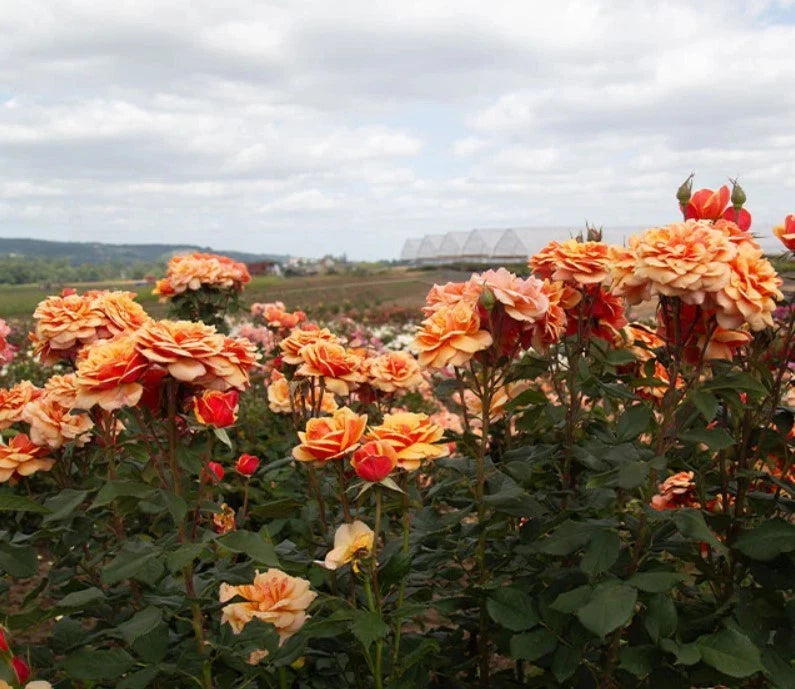 Orange About Face Rosa Grandiflora Seeds - Seeds - Rose Flower Gardening – Heirloom, Non-GMO, High Germination Organic Garden Seeds