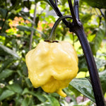 Da Hulk White Pepper Seeds heirloom non-gmo seeds