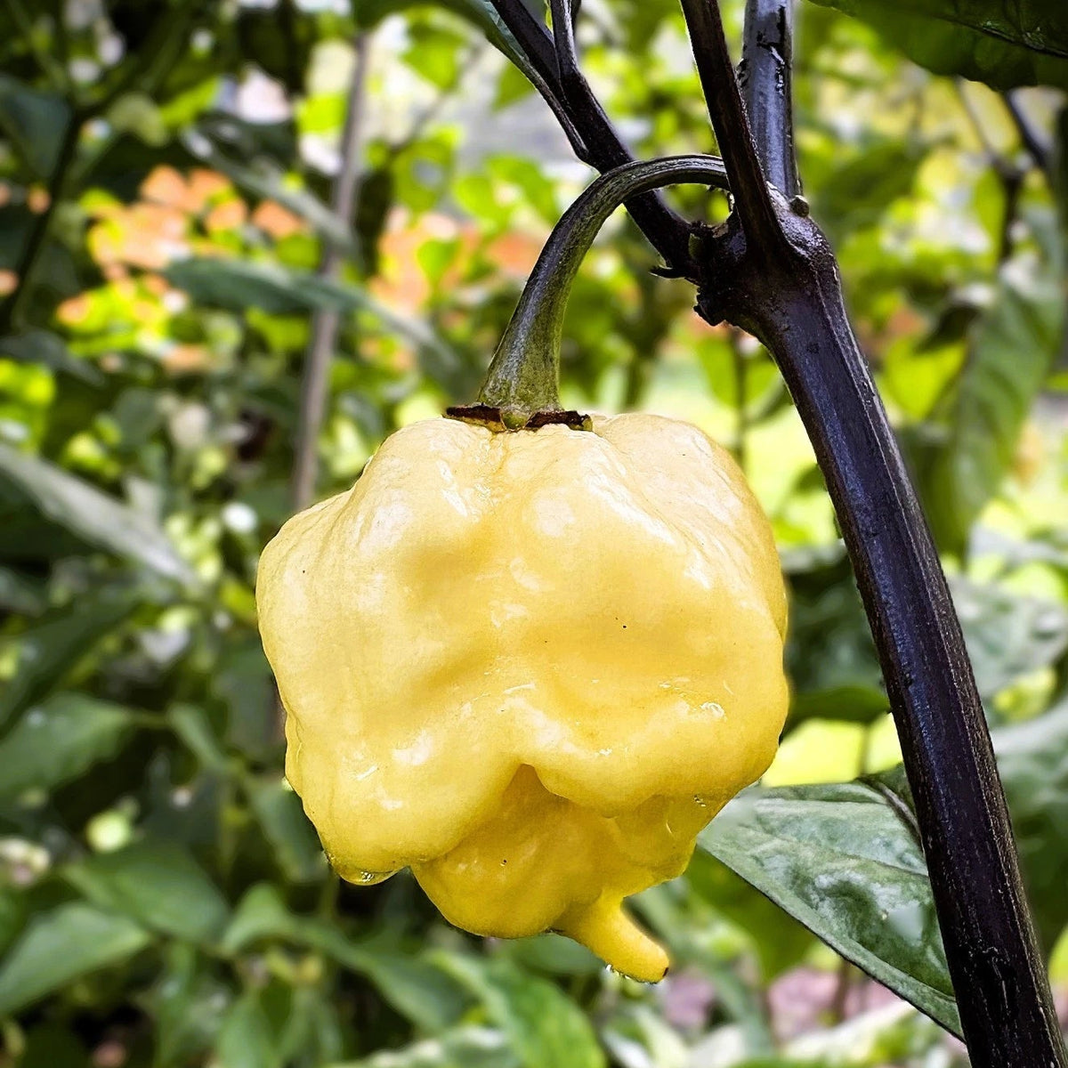 Da Hulk White Pepper Seeds heirloom non-gmo seeds
