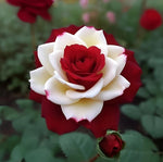 Stunning Twin Red White Rose Flower Seeds - Spring to Fall Blooming Beauty heirloom non-gmo seeds