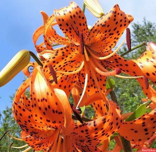 TIGER LILY SEEDS Lilium columbianum Spotted Flowers Seller – Heirloom, Non-GMO, High Germination Organic Garden Seeds