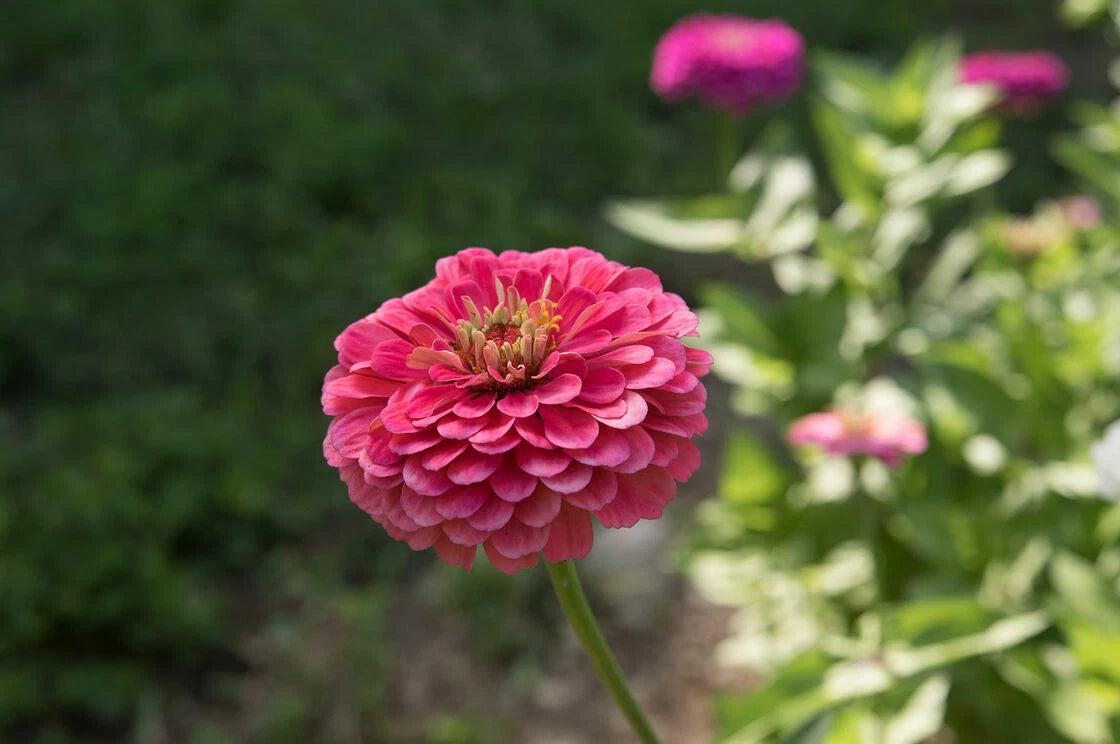 Rose Zinnia Seeds Pollinator Giant Hot Pink Flower Coral Seed for – Heirloom, Non-GMO, High Germination Organic Garden Seeds