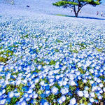 BABY BLUE EYES SEEDS FLOWER GROUNDCOVER DROUGHT TOLERANT WILDFLOWER SPRING Various Wildflower Species heirloom non-gmo seeds