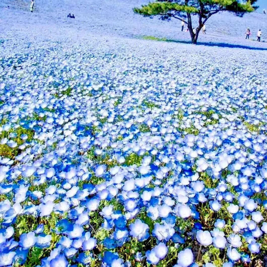 BABY BLUE EYES SEEDS FLOWER GROUNDCOVER DROUGHT TOLERANT WILDFLOWER SPRING Various Wildflower Species heirloom non-gmo seeds