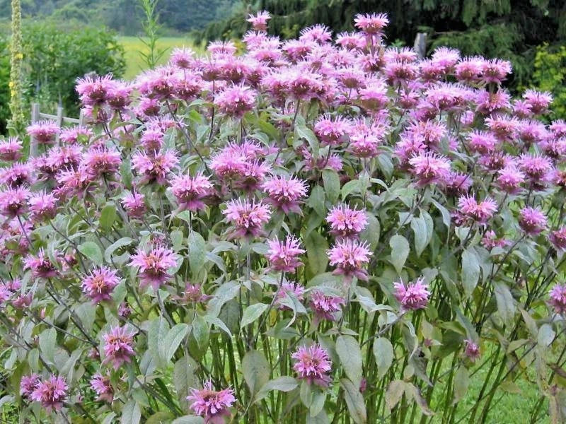 WILD BERGAMOT Flower Seeds Monarda Native Wildflower Garden Container ...
