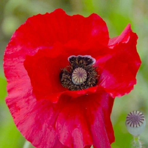 Stratified Scarlet Red Corn Poppy Papaver Flower Seeds Planting Papaver sp. heirloom non-gmo seeds