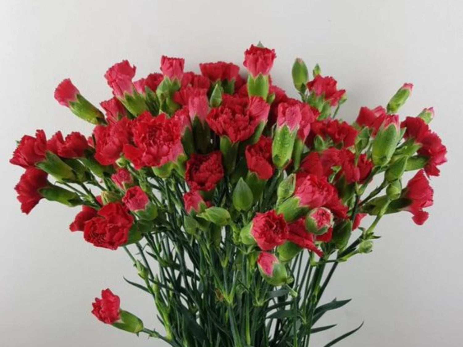 Red Mini Carnations - Dianthus Flowers Seeds – Heirloom, Non-GMO, High Germination Organic Garden Seeds