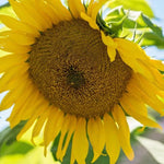 Mammoth Sunflower Seeds - Giant Seed Charity Flower Helianthus annuus heirloom non-gmo seeds