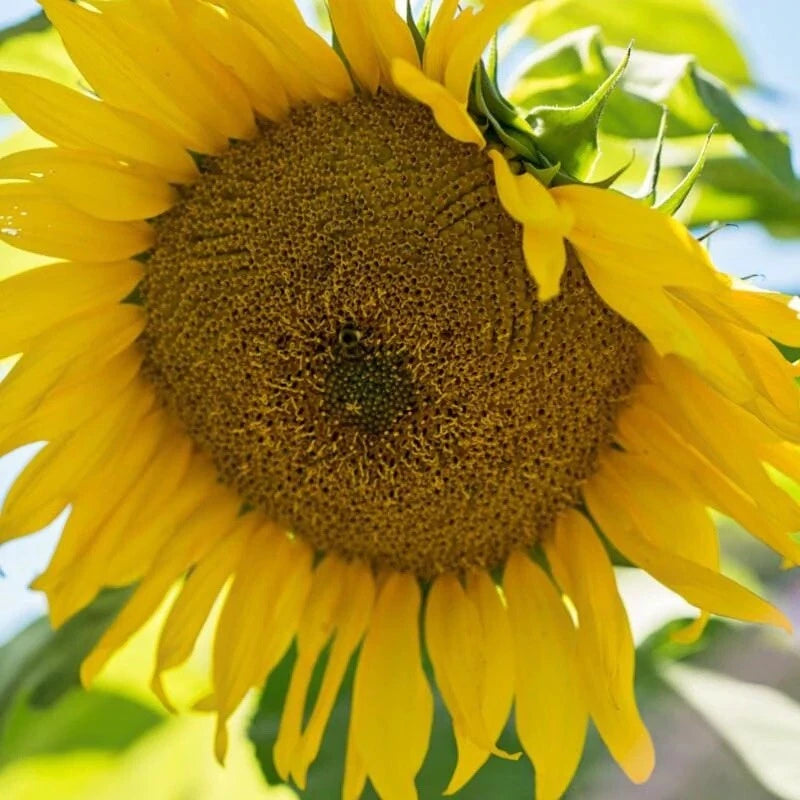 Mammoth Sunflower Seeds - Giant Seed Charity Flower Helianthus annuus heirloom non-gmo seeds