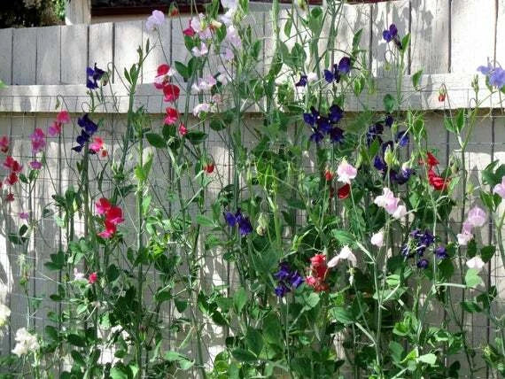 Royal Mix Sweet Pea Seeds Fragrant Red Pink Rose Garden Vine Flower Seed – Heirloom, Non-GMO, High Germination Organic Garden Seeds