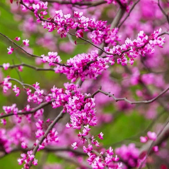 Redbud Tree Seeds Seeds For Planting Shipping Edible Blooms – Heirloom, Non-GMO