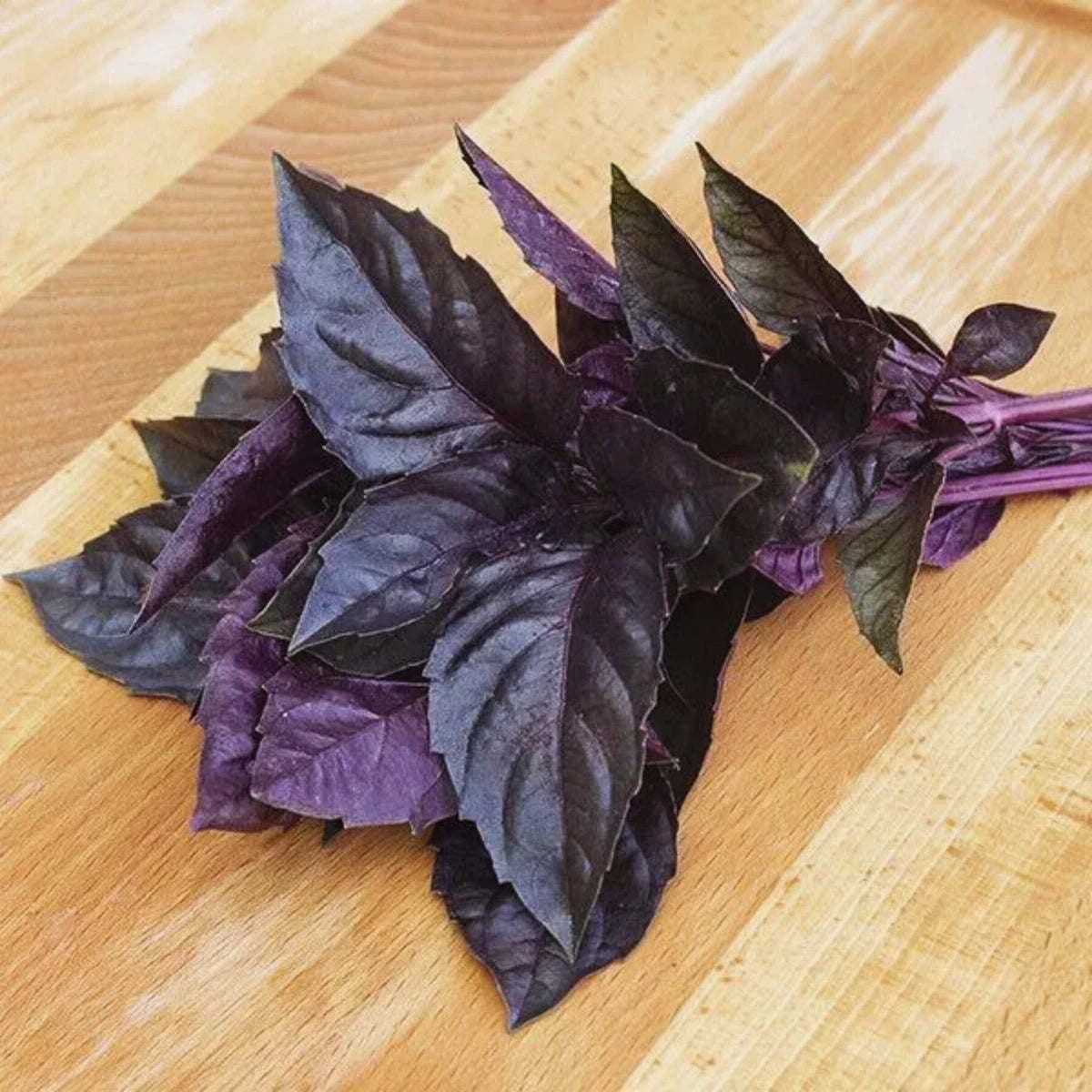 Dark Opal Basil Seeds Purple Basil Herb Seeds Purple Basil Seeds – Heirloom, Non-GMO, High Germination Organic Garden Seeds