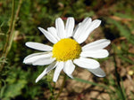 Chamomile Flower Seeds Shipping heirloom non-gmo seeds
