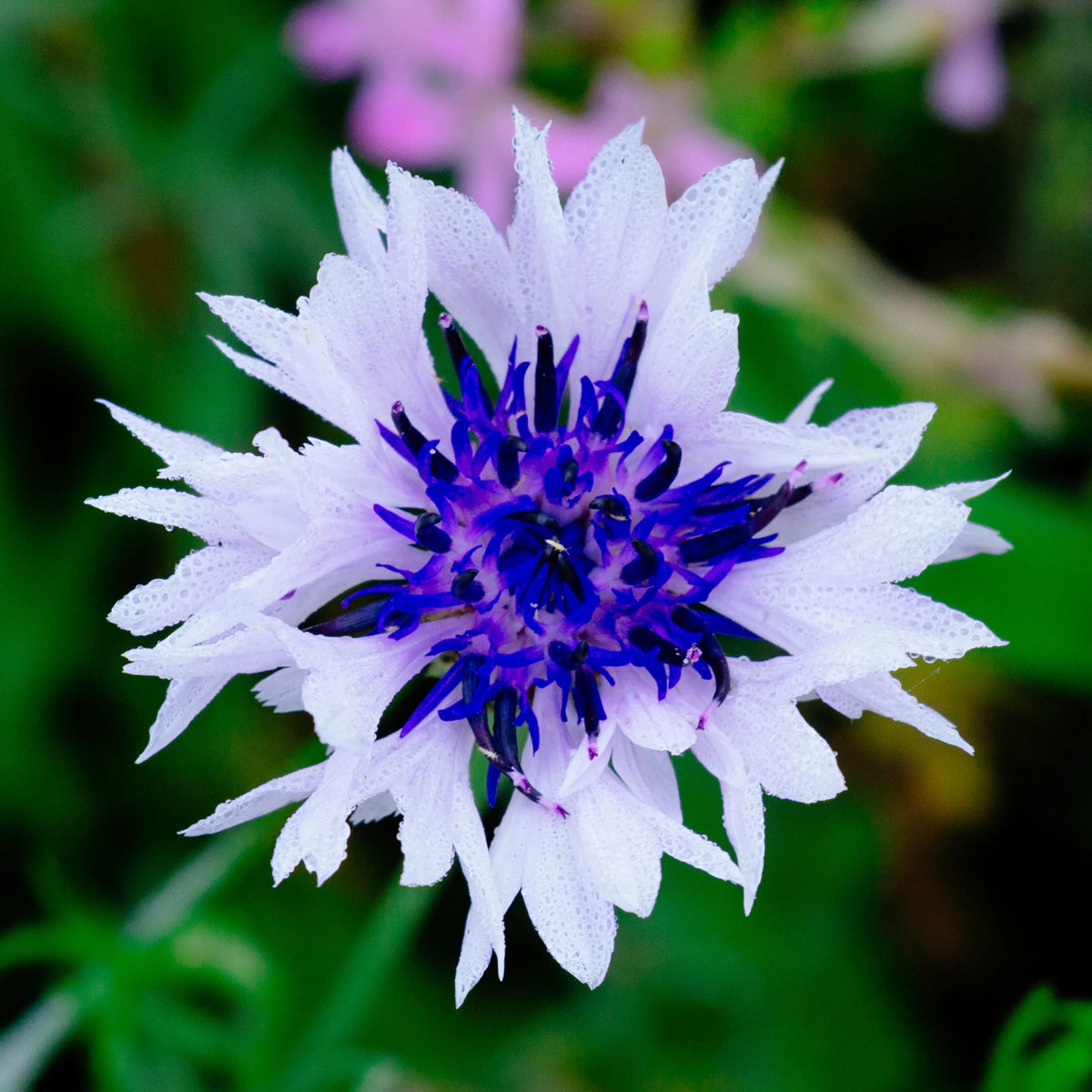 CENTAUREA CYANUS Seeds White Cornflower shipping – Heirloom, Non-GMO, High Germination Organic Garden Seeds