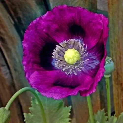 Poppy LAUREN S GRAPE Poppies PURPLE Attracts Bees Butterflies Seeds Papaver sp. heirloom non-gmo seeds