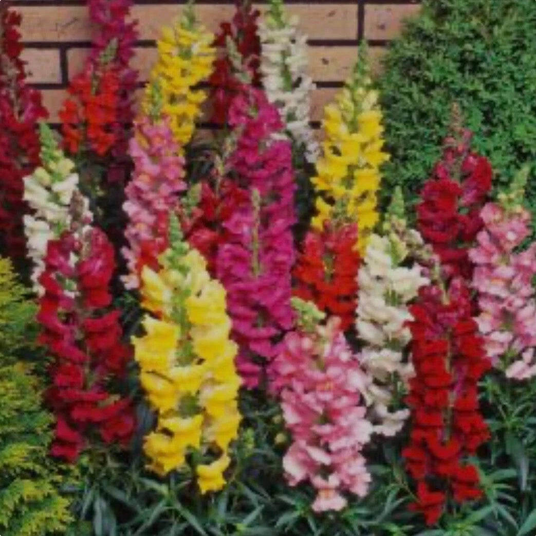 Snapdragon seeds Tall Deluxe Mix Color Heat tolerant OHIO – Heirloom, Non-GMO, High Germination Organic Garden Seeds