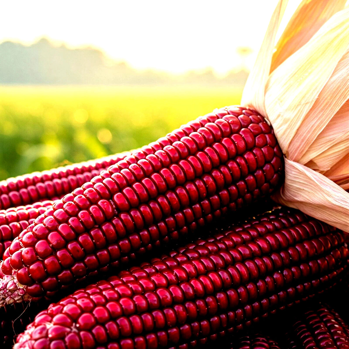 STRAWBERRY RARE RUBY CORN SEEDS RED POPCORN SHIPPING heirloom non-GMO seeds