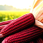 STRAWBERRY RARE RUBY CORN SEEDS RED POPCORN SHIPPING heirloom non-GMO seeds