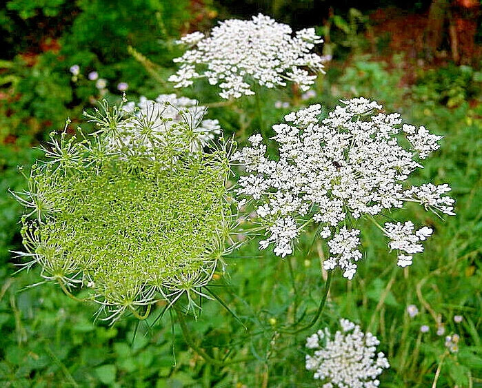 QUEEN ANNS LACE SEEDS DAUCUS CAROTA WILD CARROT WILDFLOWER HARDY BULK – Various Wildflower Species – Heirloom, Non-GMO