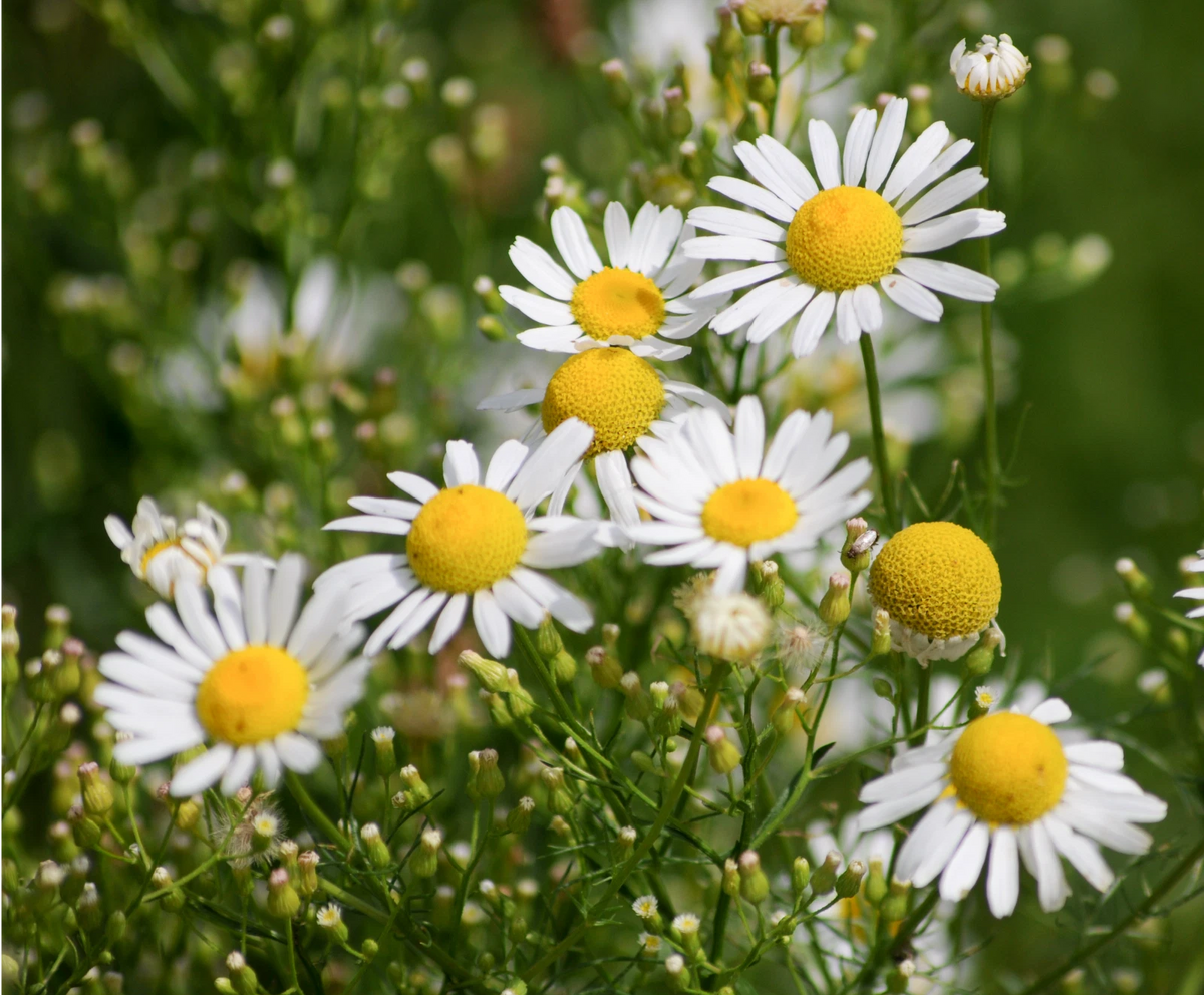 Common German Chamomile Seeds Matricaria recutita Herbal Tea heirloom non-gmo seeds