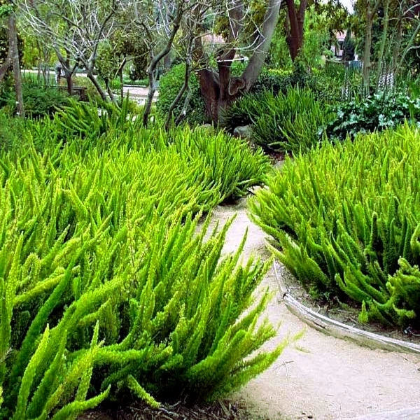 ASPARAGUS FOXTAIL FERN Seeds Myers Houseplant Tropical Flower Garden RARE – Heirloom, Non-GMO, High Germination Organic Garden Seeds